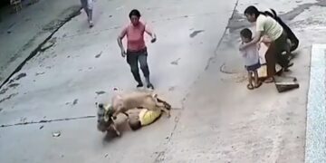 La mascota de una familia salvó a un niño del feroz ataque de un perro callejero