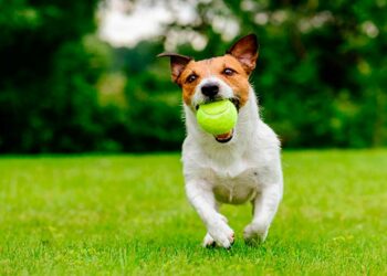 El juego es importante para determinar el futuro de los perros