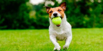 El juego es importante para determinar el futuro de los perros