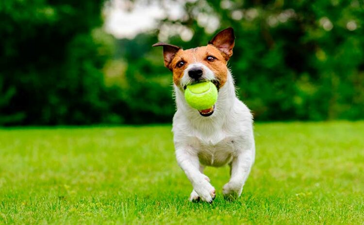 El juego es importante para determinar el futuro de los perros
