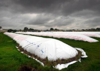 El ritmo de venta de soja acumula un retraso de más de 5 millones de toneladas