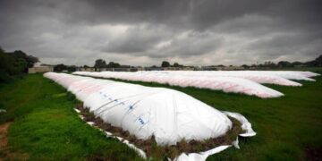 El ritmo de venta de soja acumula un retraso de más de 5 millones de toneladas