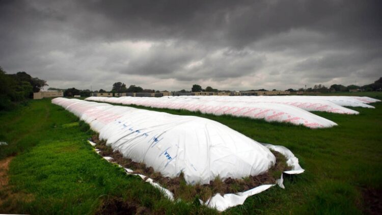 El ritmo de venta de soja acumula un retraso de más de 5 millones de toneladas