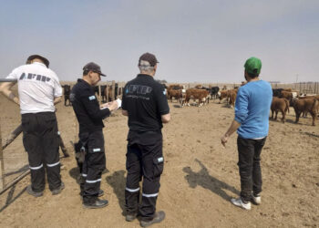 La Afip volvió a desmantelar una maniobra evasiva tras incautar 2358 toneladas de granos en Córdoba