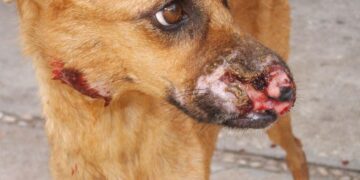 Alerta por 10 casos de leishmaniasis