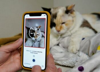 Furor por la app que traduce maullidos y promete a los usuarios entender lo que dicen sus gatos