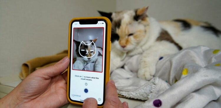 Furor por la app que traduce maullidos y promete a los usuarios entender lo que dicen sus gatos