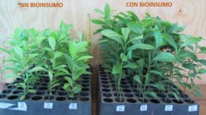 Fabrican un bioinsumo que busca eliminar el uso de agrotóxicos en la producción de yerba mate