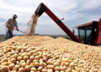 La producción de soja superó los 11 millones de toneladas en la campaña 2021/2022