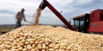 La producción de soja superó los 11 millones de toneladas en la campaña 2021/2022