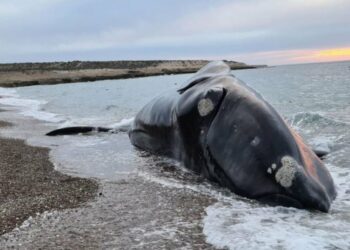 Apareció otra ballena muerta en la Península Valdés y ya van siete