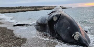 Apareció otra ballena muerta en la Península Valdés y ya van siete