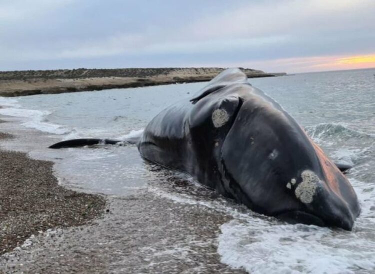 Apareció otra ballena muerta en la Península Valdés y ya van siete