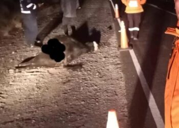 Chocaron contra una vaca suelta en la ruta y se salvaron