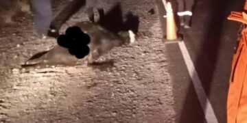 Chocaron contra una vaca suelta en la ruta y se salvaron