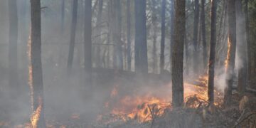 Anticipan que el nivel de riesgo de incendio forestal será extremo en los próximos días