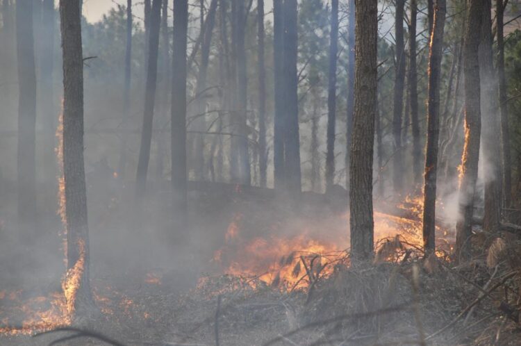 Anticipan que el nivel de riesgo de incendio forestal será extremo en los próximos días