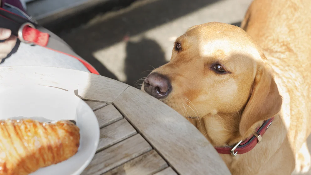 Cómo evitar que los perros pidan comida en la mesa