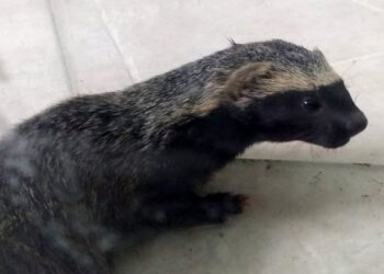 Policía Ambiental rescató un hurón que se encontraba en una ruta