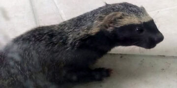Policía Ambiental rescató un hurón que se encontraba en una ruta