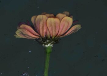 Agendá para la semana