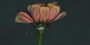 Agendá para la semana