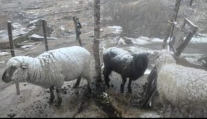 Volvió a nevar en las Altas Cumbres y la Caminera recomienda circular con precaución
