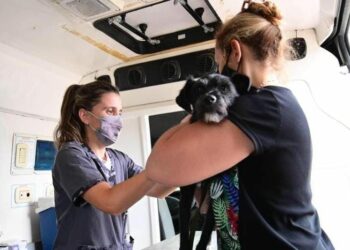 Vacunación antirrábica gratuita en Córdoba: dónde y cuándo llevar a tu mascota