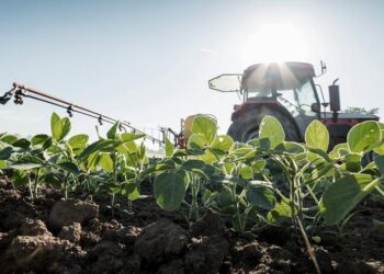 Tras dos semanas de vigencia del «dólar soja», agroexportadores ingresaron US$ 3.564 millones