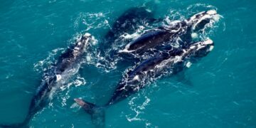 Récord de ballenas registradas en el último relevamiento aéreo sobre la Península Valdés