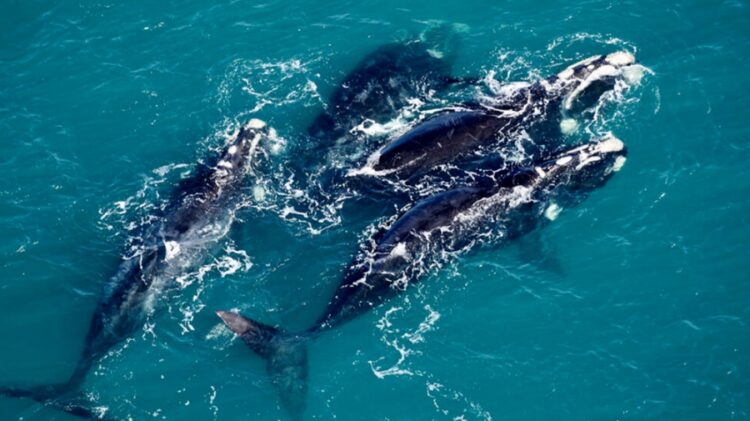 Récord de ballenas registradas en el último relevamiento aéreo sobre la Península Valdés
