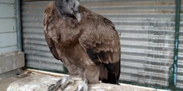 La Policía Ambiental rescató a un cóndor y a un mono tití