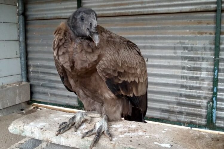 La Policía Ambiental rescató a un cóndor y a un mono tití