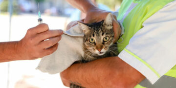 Salud animal, salud pública