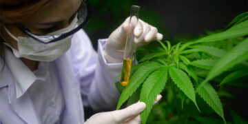 Proyecto argentino: desarrollo genético del cannabis medicinal