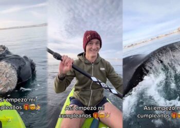 Dos chubutenses subieron a TikTok un video remando entre ballenas y se hicieron virales