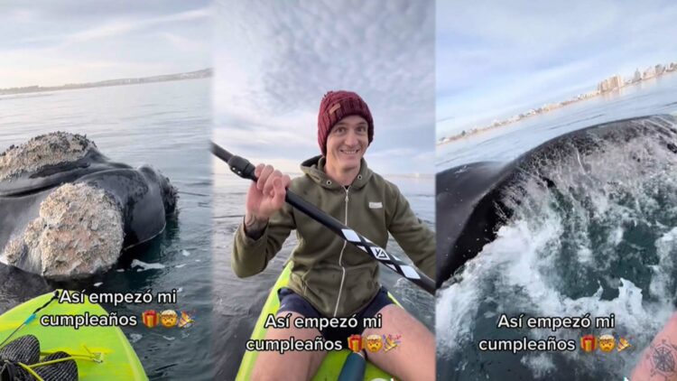 Dos chubutenses subieron a TikTok un video remando entre ballenas y se hicieron virales