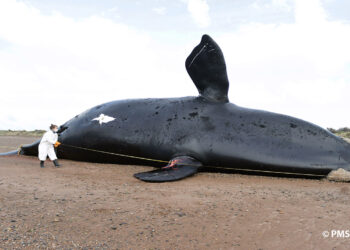 Ya suman 30 las ballenas muertas en el Golfo Nuevo