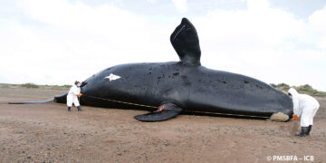 Ya suman 30 las ballenas muertas en el Golfo Nuevo