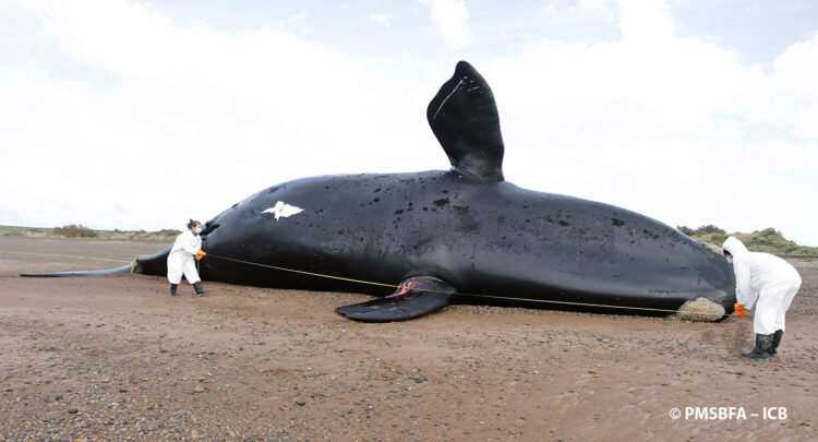 Ya suman 30 las ballenas muertas en el Golfo Nuevo