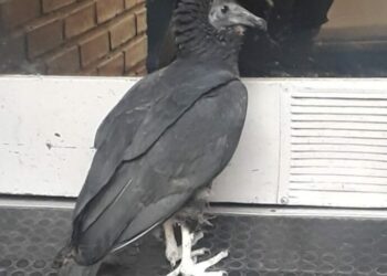 Una inusual ave apareció en plena Ciudad y atrajo la curiosidad de todos