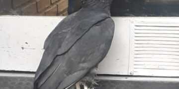 Una inusual ave apareció en plena Ciudad y atrajo la curiosidad de todos