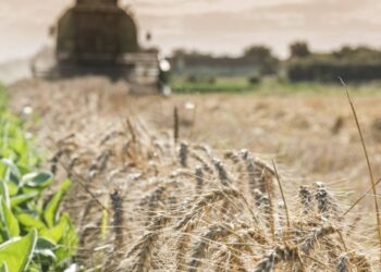 La cosecha de trigo bajaría a 16,5 millones de toneladas