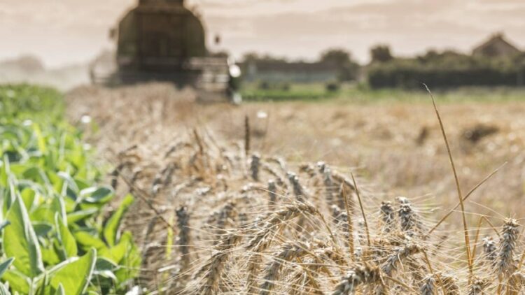 La cosecha de trigo bajaría a 16,5 millones de toneladas