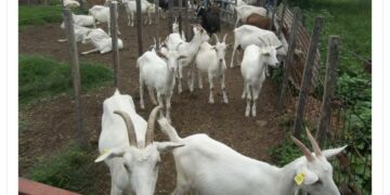 El INTA avanza hacia la elaboración de lácteos de caprinos con «identificación territorial»