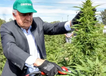 Anmat habilita la primera planta industrial de cannabis medicinal del país