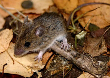 Confirman un caso de hantavirus y aíslan a otras seis personas para evitar contagios