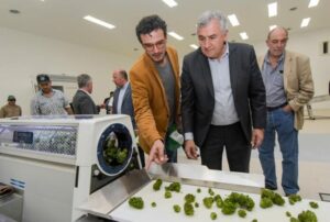 Anmat habilita la primera planta industrial de cannabis medicinal del país