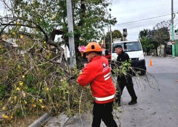 Lo que la tormenta se llevó: árboles caídos, rutas cortadas y varados en el Cerro Champaquí