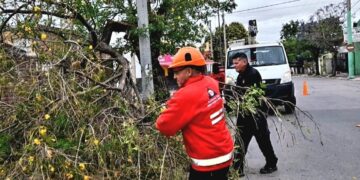 Lo que la tormenta se llevó: árboles caídos, rutas cortadas y varados en el Cerro Champaquí